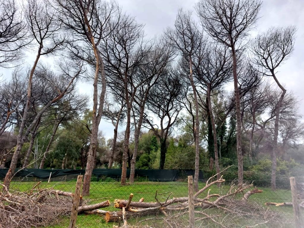 Pineta Castel Fusano, il comune studia la riqualificazione: “Inevitabile una modifica del paesaggio”