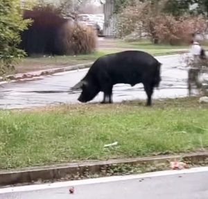 Ponte Mammolo, un enorme cinghiale si aggira nei pressi della stazione della metro B