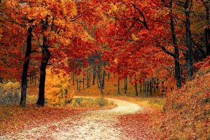 5 luoghi dove ammirare il foliage d'autunno a Roma