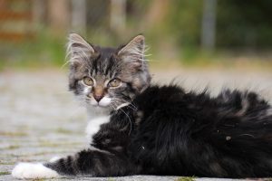 Gatto preso a bastonate e ucciso con un petardo