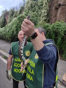 Catturato un pitone reale che strisciava sul marciapiede