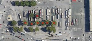 Piazza dei Cinquecento, no al taglio dei pini: lanciato l’appello per salvare gli alberi