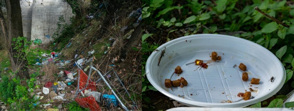 Testaccio, le vespe orientalis banchettano tra i rifiuti: “Serve una bonifica”