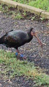 Una coppia di Ibis eremita a spasso per Ladispoli: sono una specie a grave rischio d’estinzione