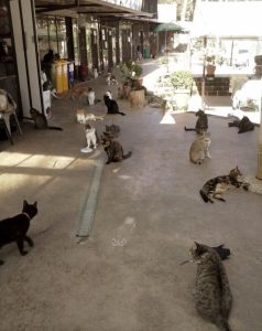 Raddoppiati fondi per alimentare i gatti di Roma. Il cibo sarà scelto dai referenti delle colonie feline
