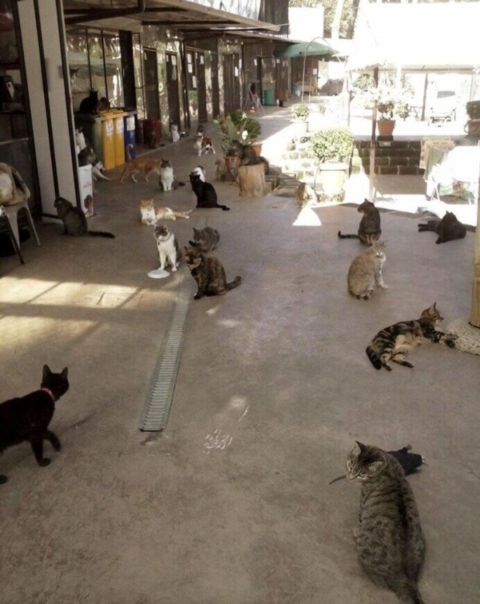 Raddoppiati fondi per alimentare i gatti di Roma. Il cibo sarà scelto dai referenti delle colonie feline