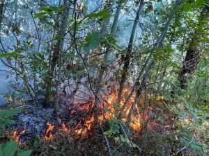 Incendi boschivi, vietato abbassare la guardia: Gualtieri proroga l'ordinanza