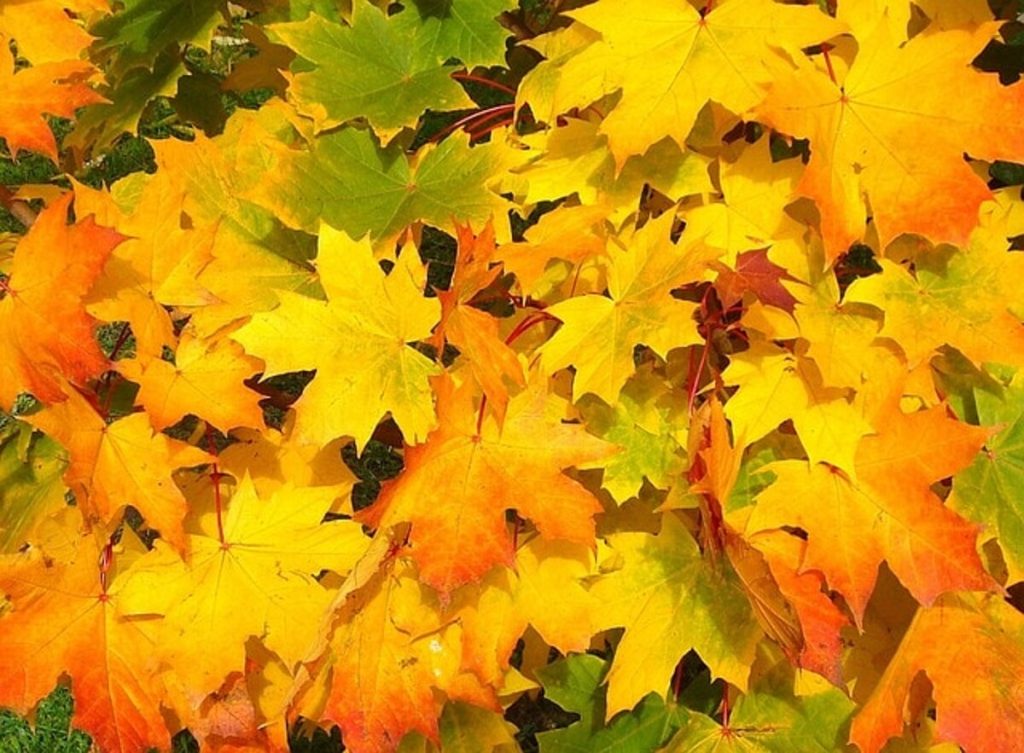 Festa d'autunno a Canterano