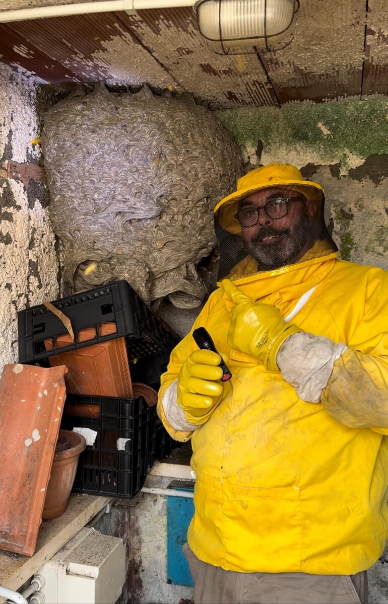 Allevano vespe nel locale caldaia, i vicini insorgono. Rimosso un nido da 20mila insetti