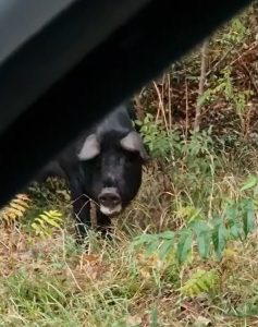 Il maiale nero di Ponte Mammolo è stato catturato: ora è al Centro Carni