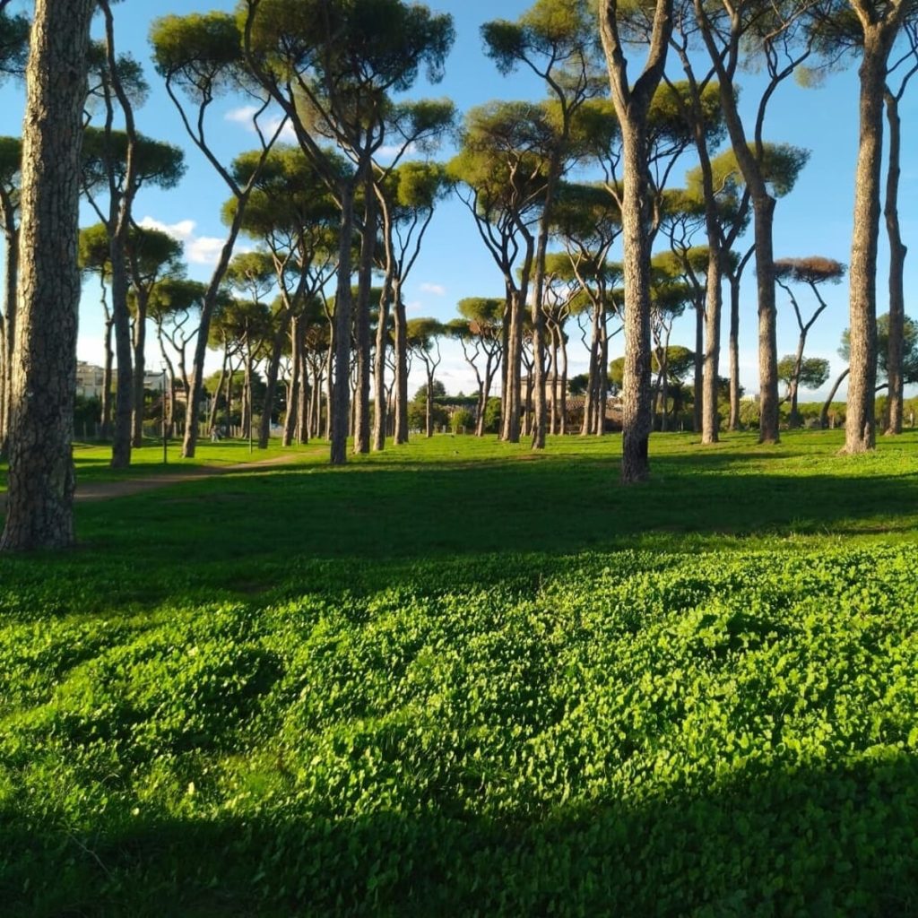 Avviati i lavori di cura e salvaguardia dei pini della Pineta Sacchetti