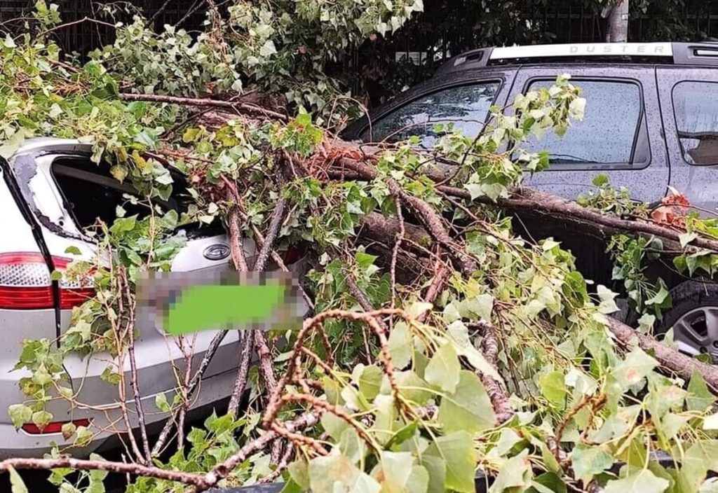 Magliana, grossi rami caduti sulle auto in sosta. "Una città dove regna l'improvvisazione"