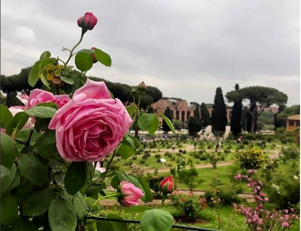 Il Roseto Comunale apre per la fioritura autunnale