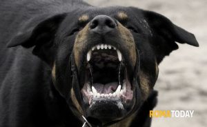 Terrore rottweiler in via della Pisana: un gatto sbranato e un uomo in ospedale