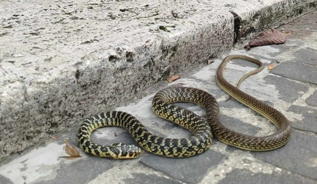 Serpente di oltre un metro in mezzo alla strada, residenti terrorizzati