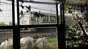 Il rumore treni è insopportabile, servono le barriere fonoassorbenti: la petizione arriva in Campidoglio