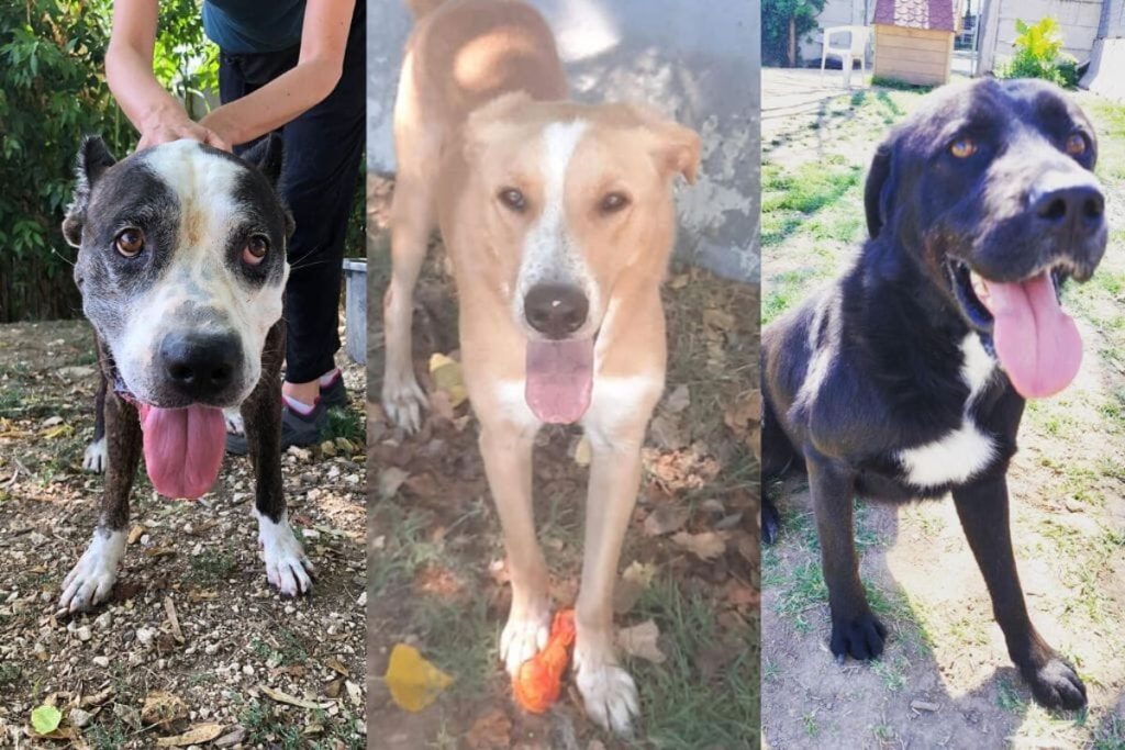Max, Leo e Balto: i cani in cerca di una nuova casa