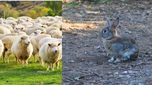 Agro Romano: identità, territorio e futuro