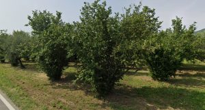 Emergenza nocciole, la regione annuncia un tavolo tecnico per salvare i raccolti