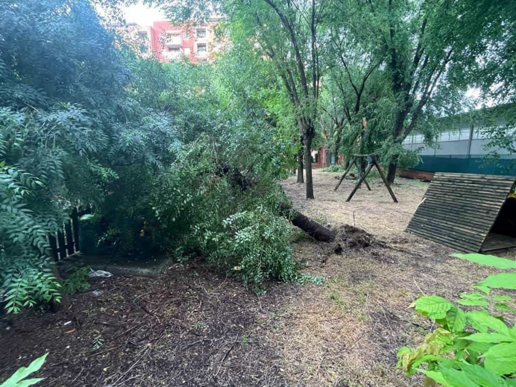 IV Municipio, ci sono alberi pericolosi nelle scuole: via all'abbattimento di 130 esemplari
