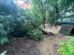 IV Municipio, ci sono alberi pericolosi nelle scuole: via all'abbattimento di 130 esemplari