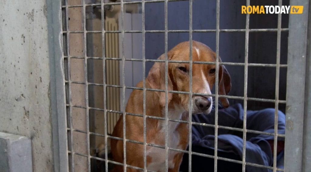 Canile Muratella, pubblicato il bando per l’ampliamento e l’ospedale veterinario: costa 6 milioni e mezzo