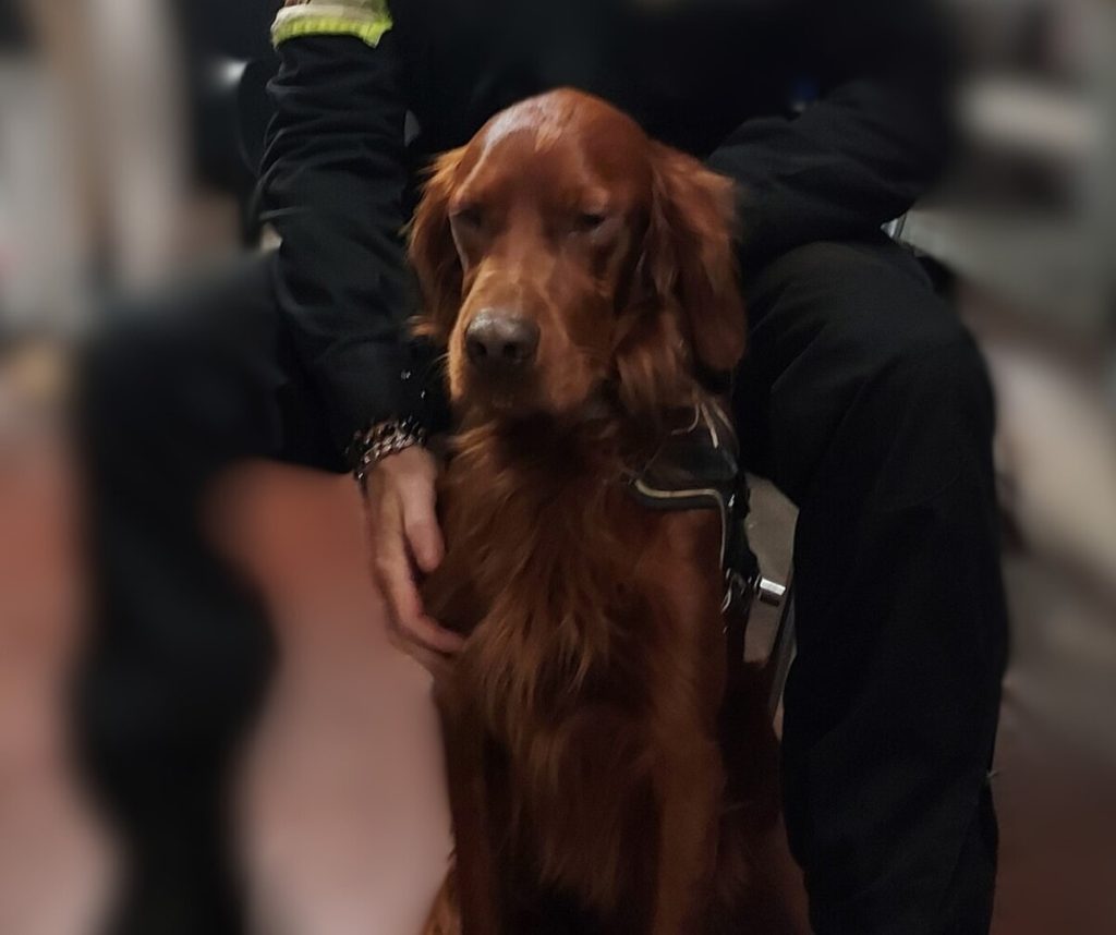Ecco Rover, il cane che ha mandato in tilt la metro A: voleva tornare a casa dalla padrona