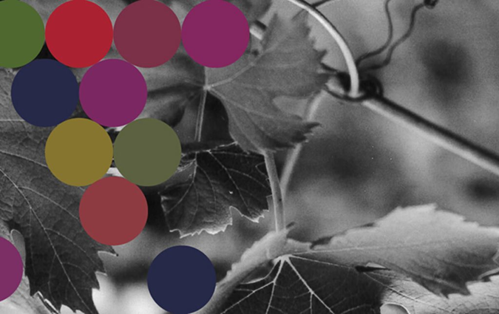 Divino Acquario. Storie di Architettura e Vino