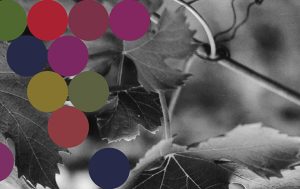 Divino Acquario. Storie di Architettura e Vino