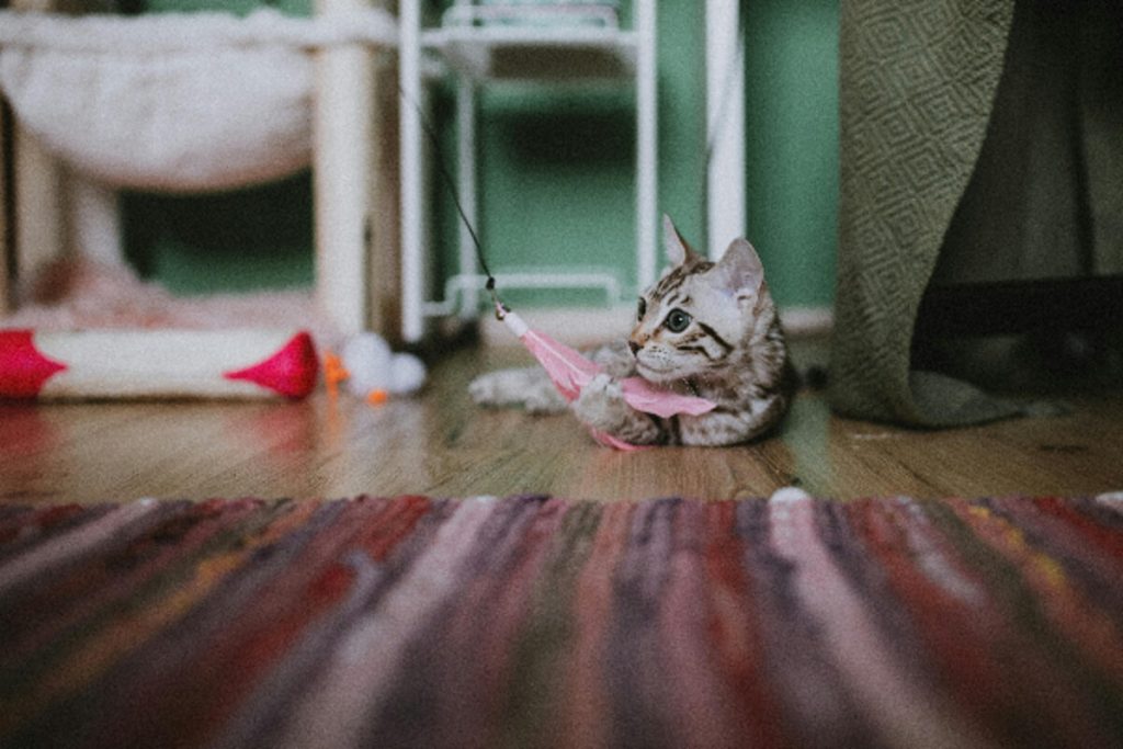 Gli errori comuni quando si gioca con il proprio gatto: come evitare fraintendimenti e mantenere il gioco sicuro e divertente