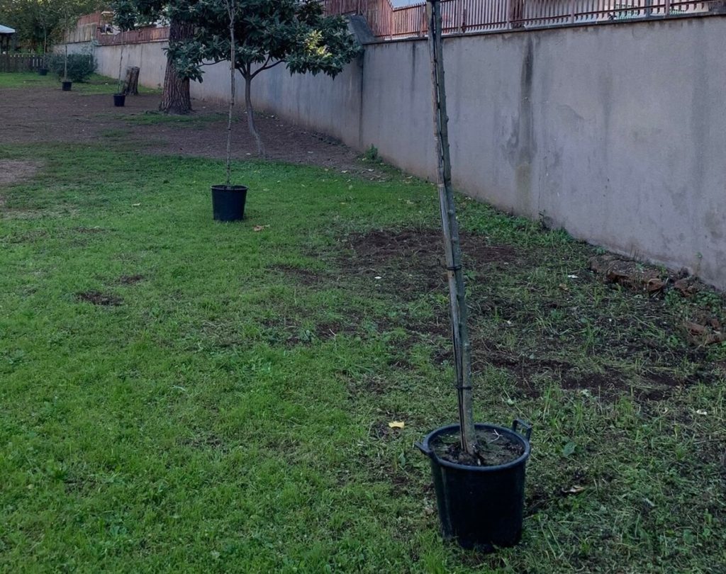 Nuovo volto al giardino della scuola: iniziativa dei genitori a Villa Lais