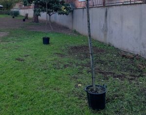 Nuovo volto al giardino della scuola: iniziativa dei genitori a Villa Lais