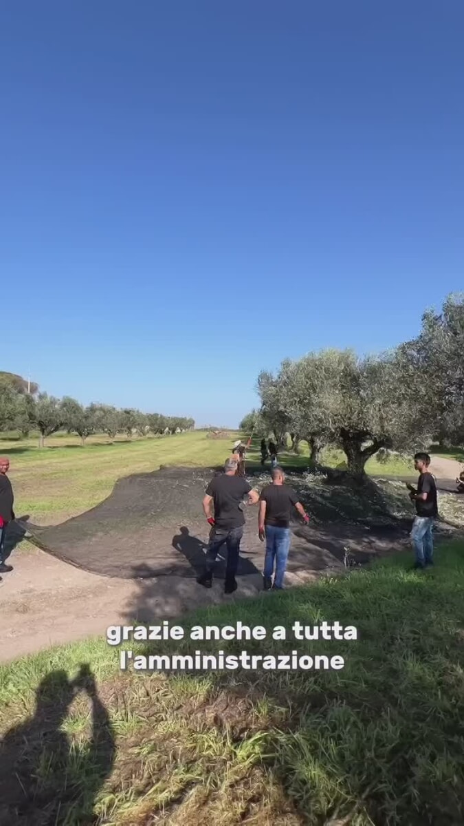 VIDEO| Roberto Gualtieri a raccogliere le olive nella Tenuta di Castel di Guido