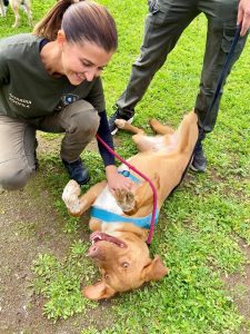 Il canile va in città: 5 cani adottati, 35 microchippati