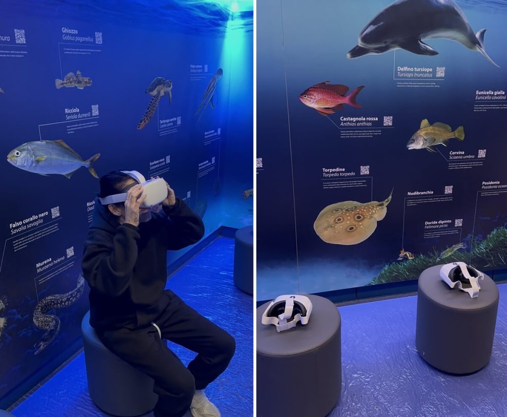 Delfini, tartarughe e diavoli di mare: gli avvistamenti diventano "virtuali"