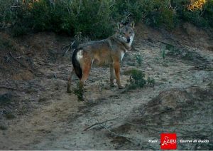 Lupi in città, presentato il progetto 'Life Wolf Wild'. Alfonsi: "Non sono un problema ma è meglio essere informati"