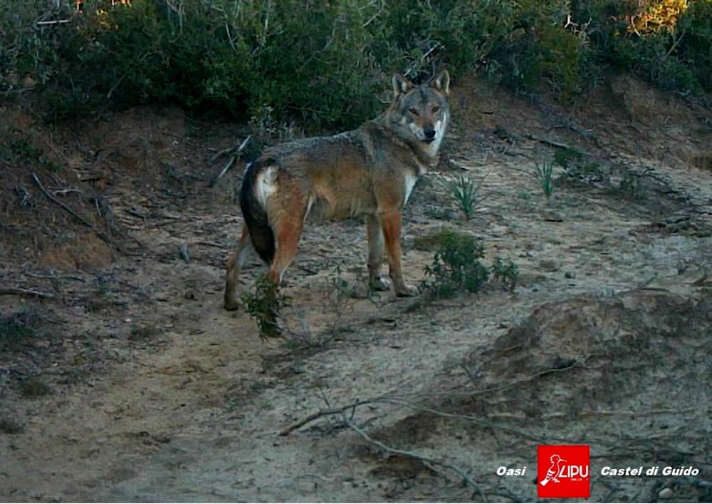 Lupi in città, presentato il progetto 'Life Wolf Wild'. Alfonsi: "Non sono un problema ma è meglio essere informati"