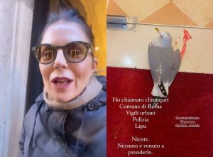 Marina La Rosa soccorre un gabbiano ferito al centro di Roma: "Nessuno volevo aiutarlo"
