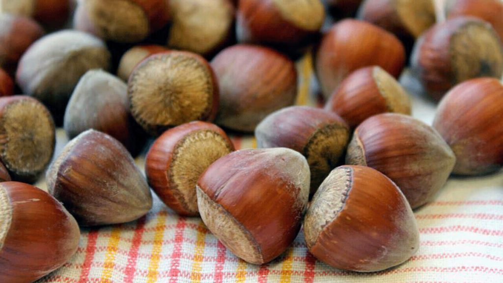 La nocciola del Viterbese è una preziosa alleata contro i tumori