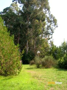 Parco della Cellulosa, sì alla riqualificazione da quasi tre milioni di euro