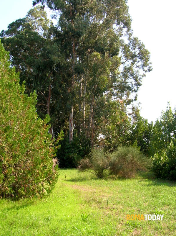 Parco della Cellulosa, sì alla riqualificazione da quasi tre milioni di euro