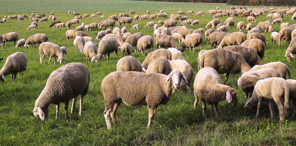 Agricoltori e allevatori in crisi, Coldiretti Lazio pronta alla mobilitazione: "La Regione non ci ascolta"