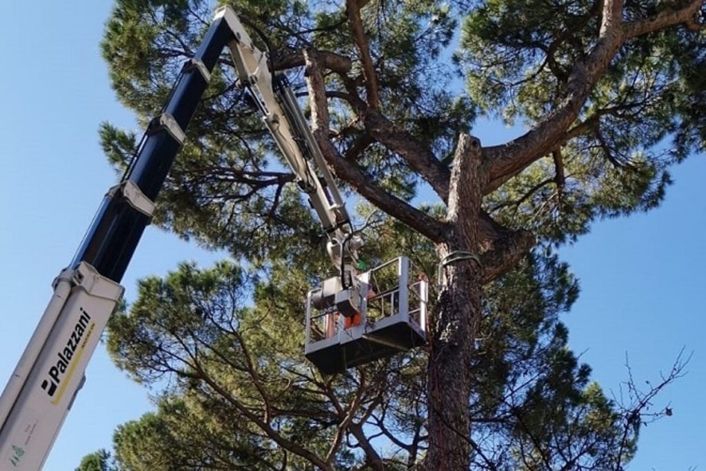 Da piazzale Prenestino a via Casilina: partono le potature nel municipio V. Ecco le vie coinvolte