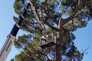 Da piazzale Prenestino a via Casilina: partono le potature nel municipio V. Ecco le vie coinvolte