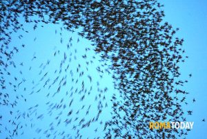 Monteverde, contro l'allarme guano dissuasori anti storni in piazza Scotti