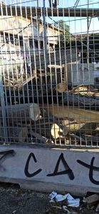 Addio agli alberi: abbattuti a Testaccio per far posto a cartellone pubblicitario