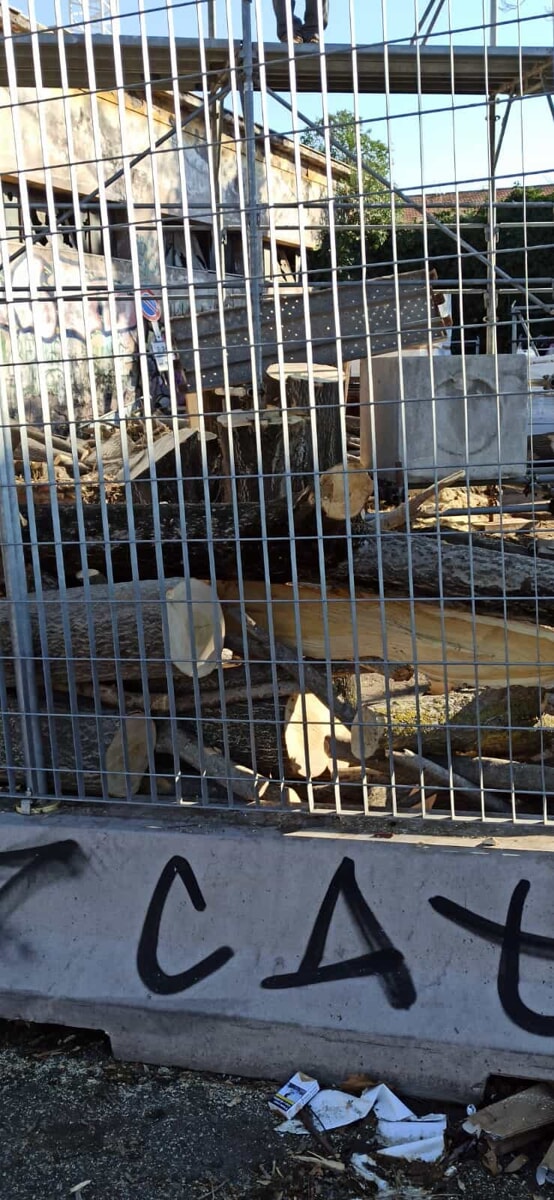 Addio agli alberi: abbattuti a Testaccio per far posto a cartellone pubblicitario