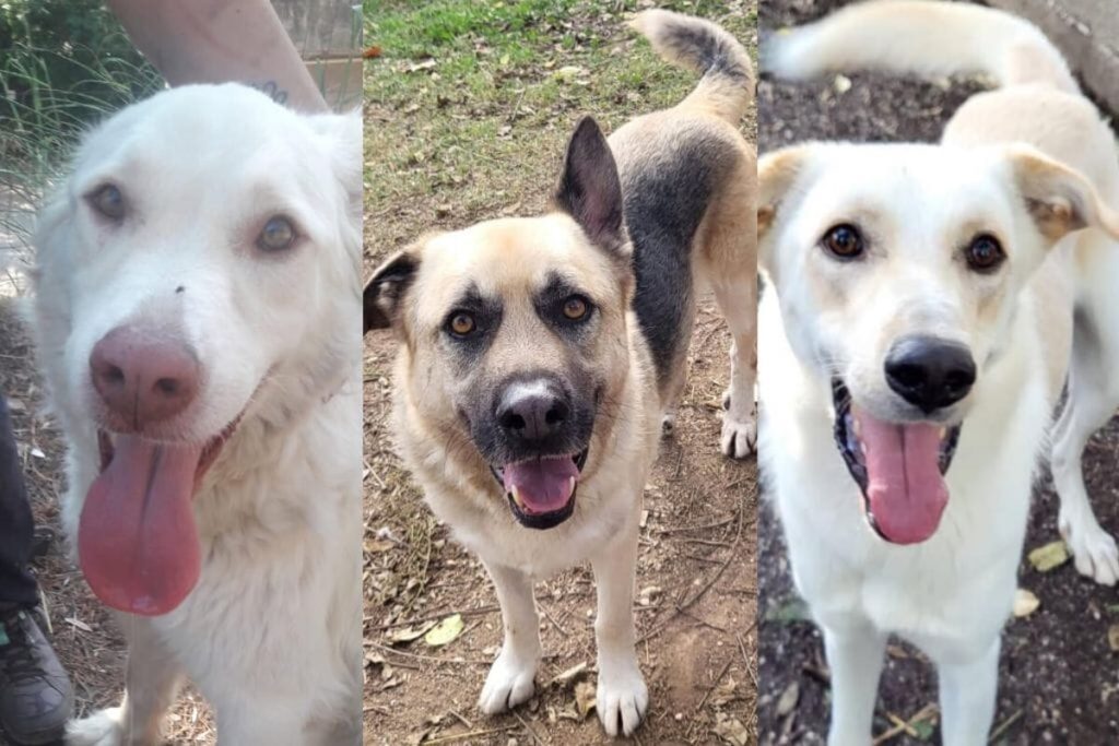 Adottare cani: i quatto zampe in cerca di una famiglia