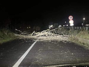 Vento forte a Roma e provincia, cadono alberi