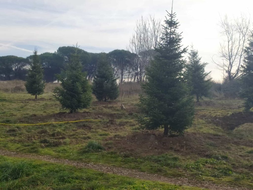 Gli alberi di Natale di Roma continueranno a vivere a Colle degli Abeti